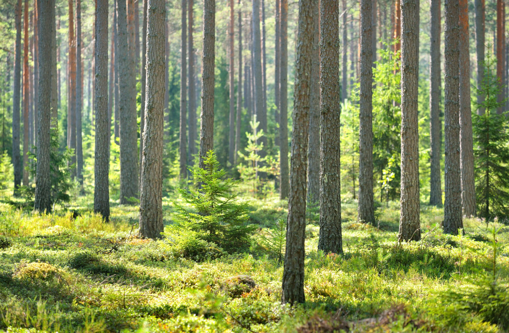 forests-are-finland-s-most-valuable-natural-resource-finnish-forest